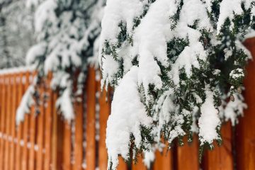 Snow covered branches draped over a wooden fence in Colorado