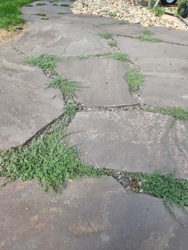 Moss planted between stonework in hardscape pathway design