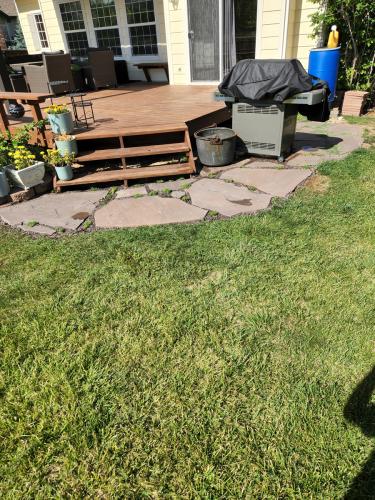 Landscape design grass turf and stone pathway in Fort Collins