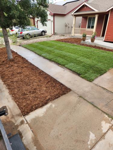 Fort Collins home with mulch and grass turf installation by Linden Leaf Landscapes
