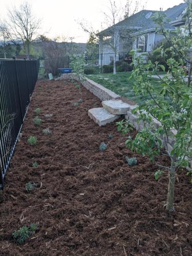 Xeriscape mulch bed with steps in Northern Colorado